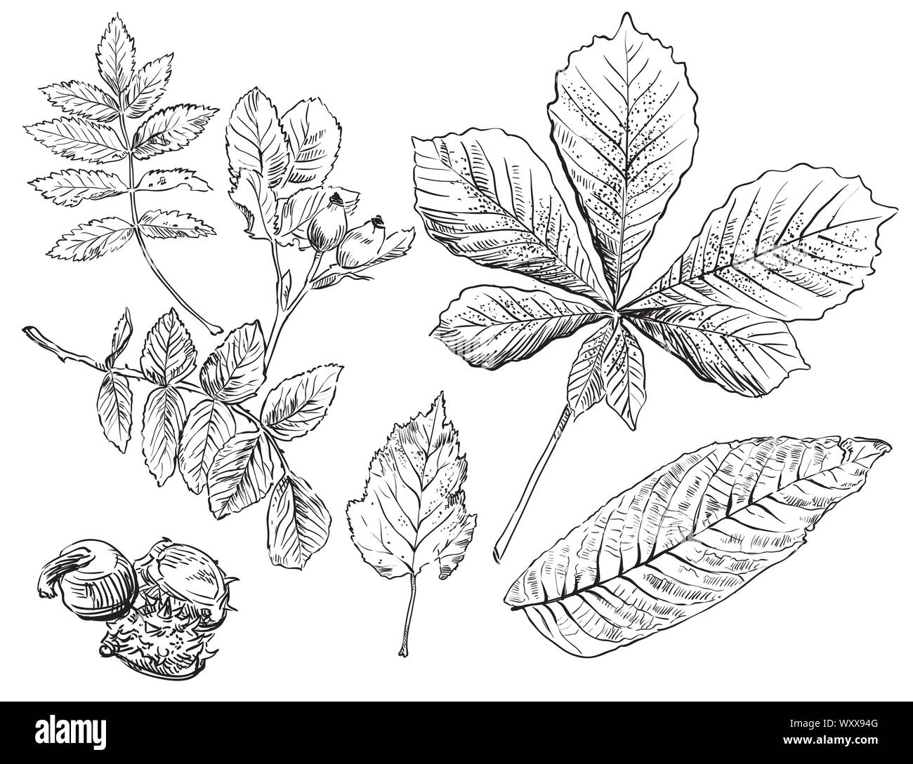 Vector autumn hand drawing horse chestnut, hawthorn, rose hip, Rowan leaves outline on the white background. Fall line art of foliage. stock illustrat Stock Vector
