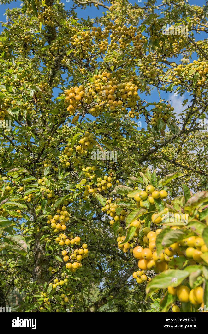 Yellow fruited crab apple tree hires stock photography and images Alamy