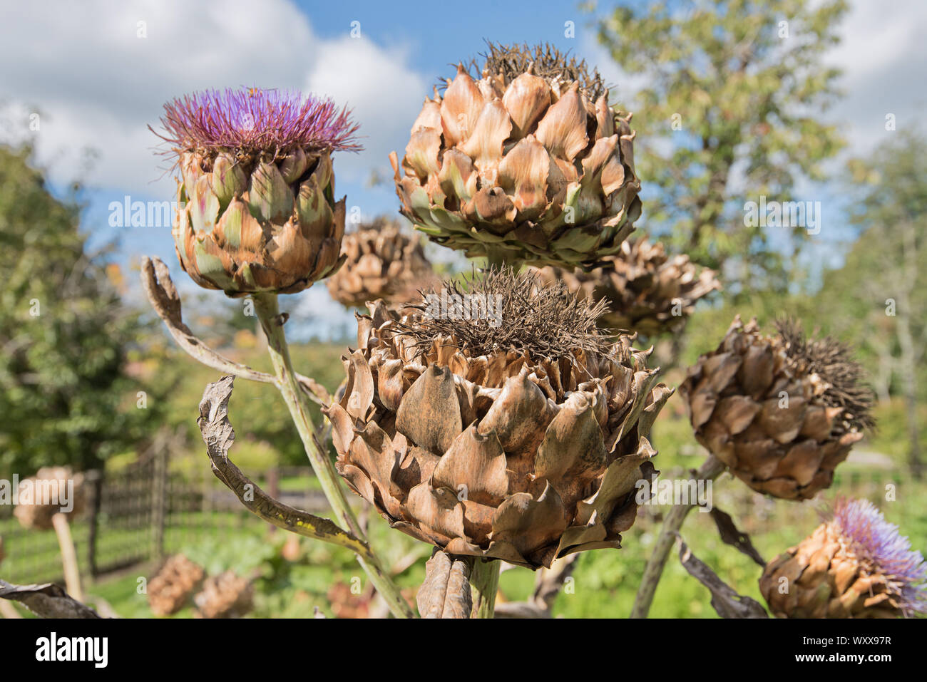 Silvery thistle like foliage hires stock photography and images Alamy