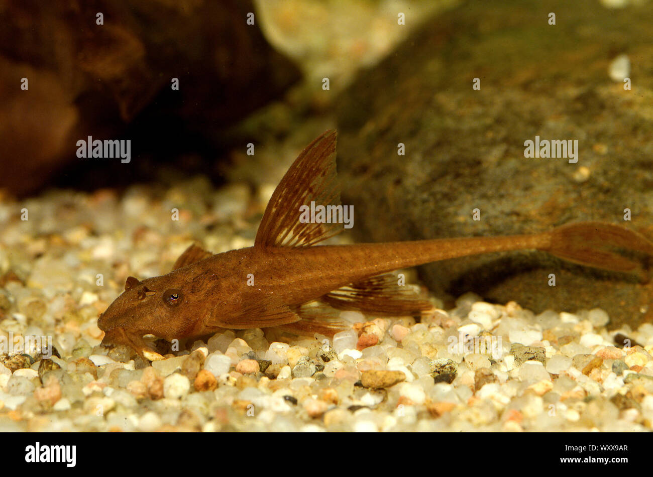 Red lizard catfish hires stock photography and images Alamy