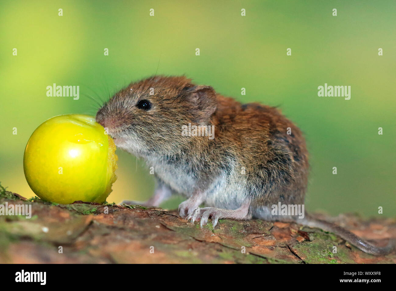 Bank vole (Clethrionomys glareolus) juvenile eating a fruit Stock Photo Alamy