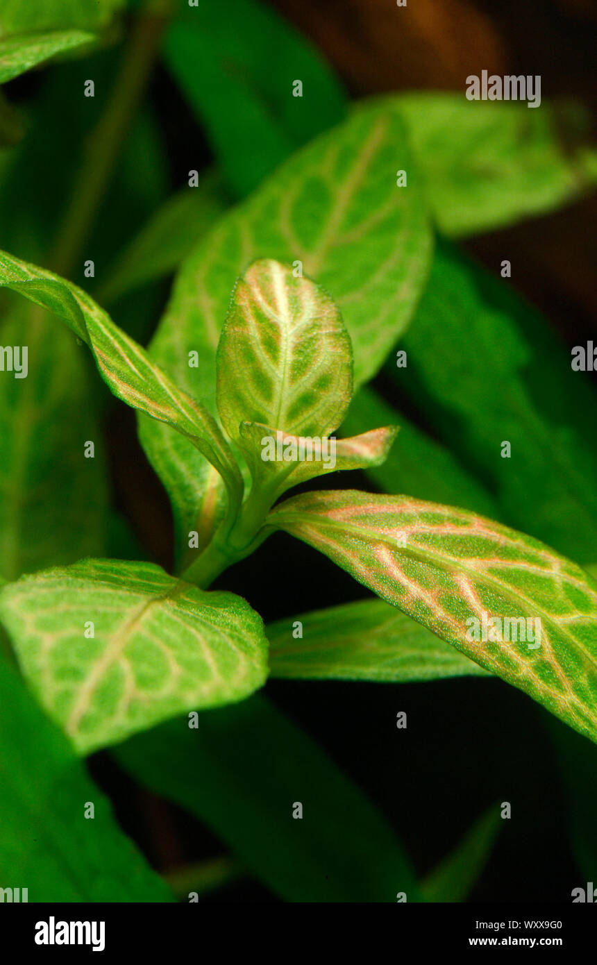 Hygrophila polysperma 'Rosanervig' Stock Photo - Alamy