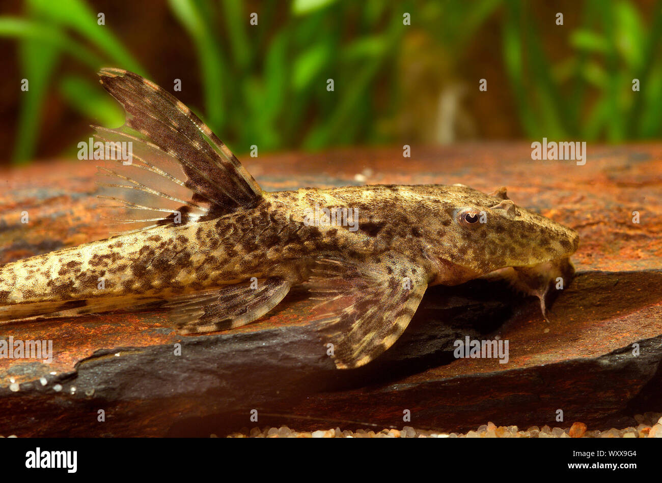 Chocolatecolored catfish (Hemiloricaria lanceolata) female Stock Photo