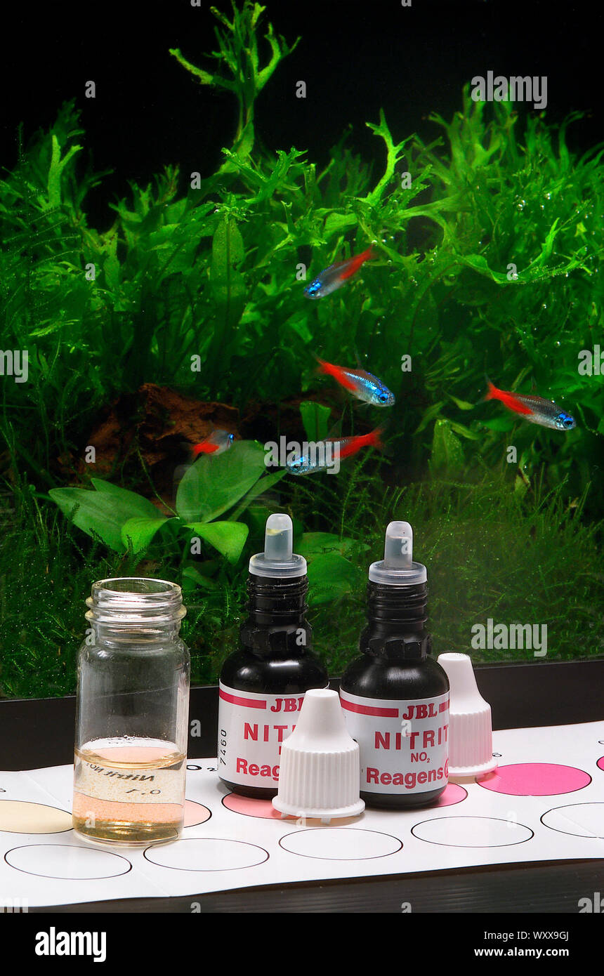 Controlling nitrite (NO2) in aquarium Stock Photo Alamy
