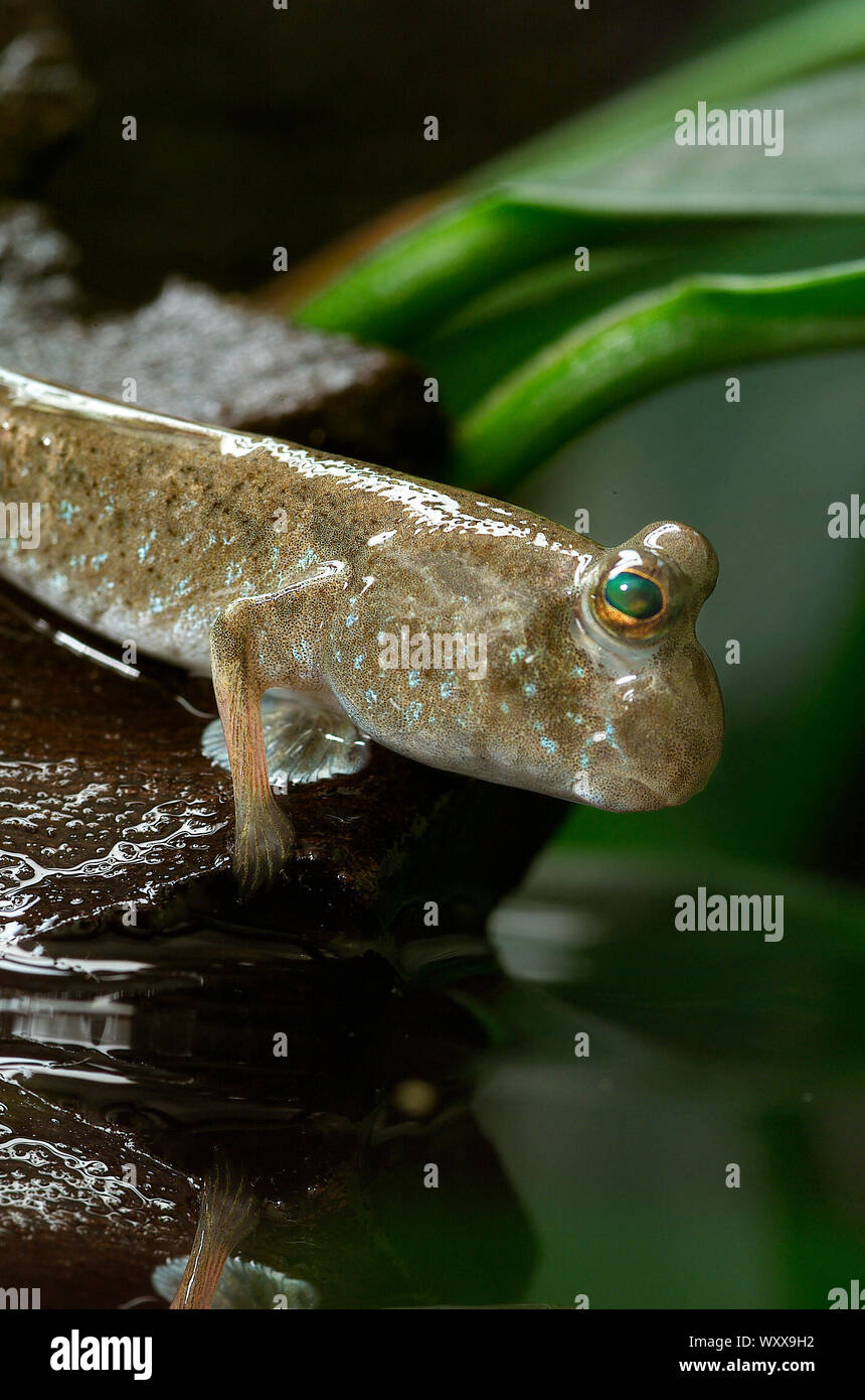 Mudskippers periophthalmus sp hires stock photography and images Alamy
