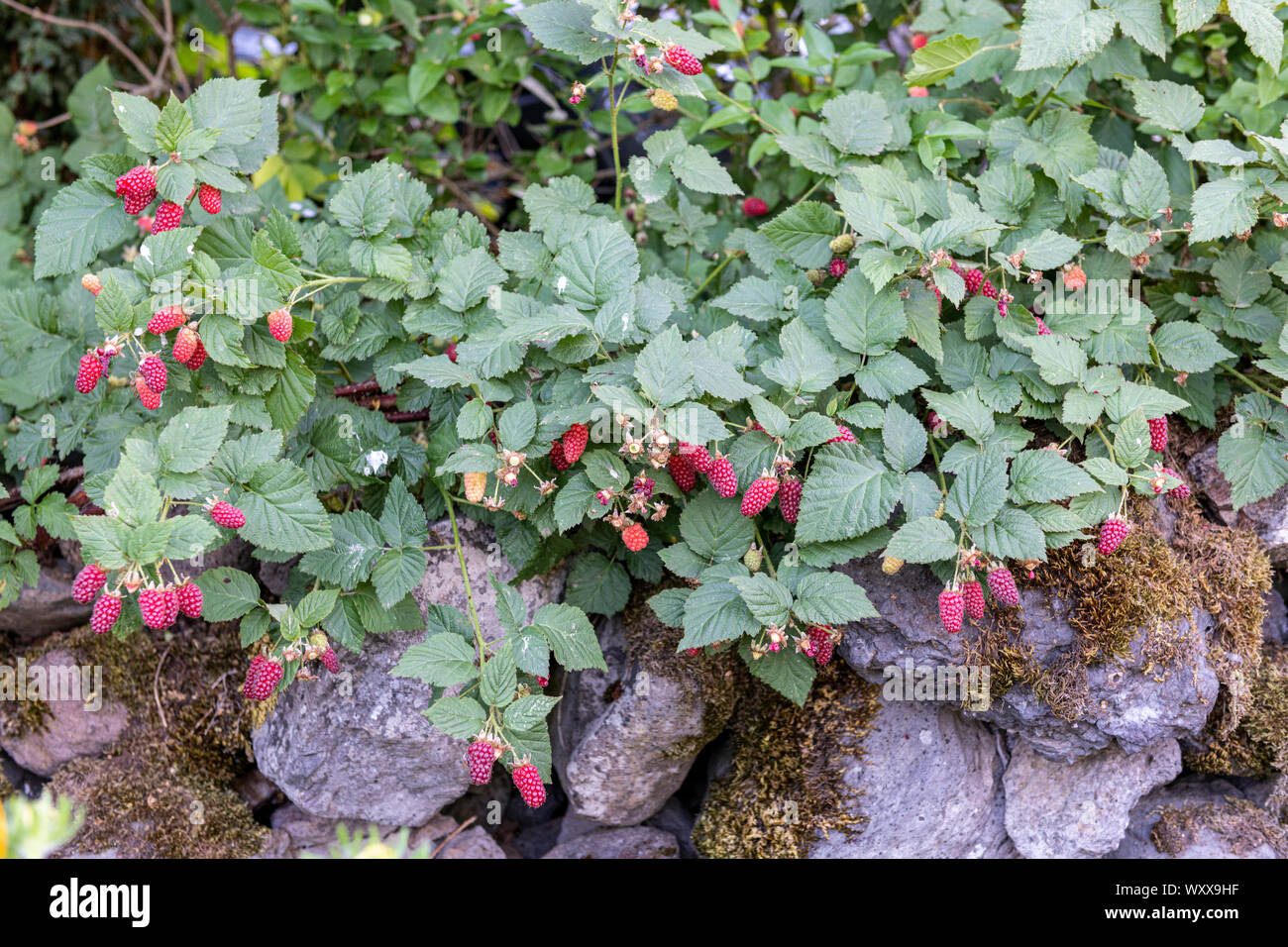 Mulberry-raspberry (Rubus x) 'Tayberry' in fruit in summer, Lot, France Stock Photo