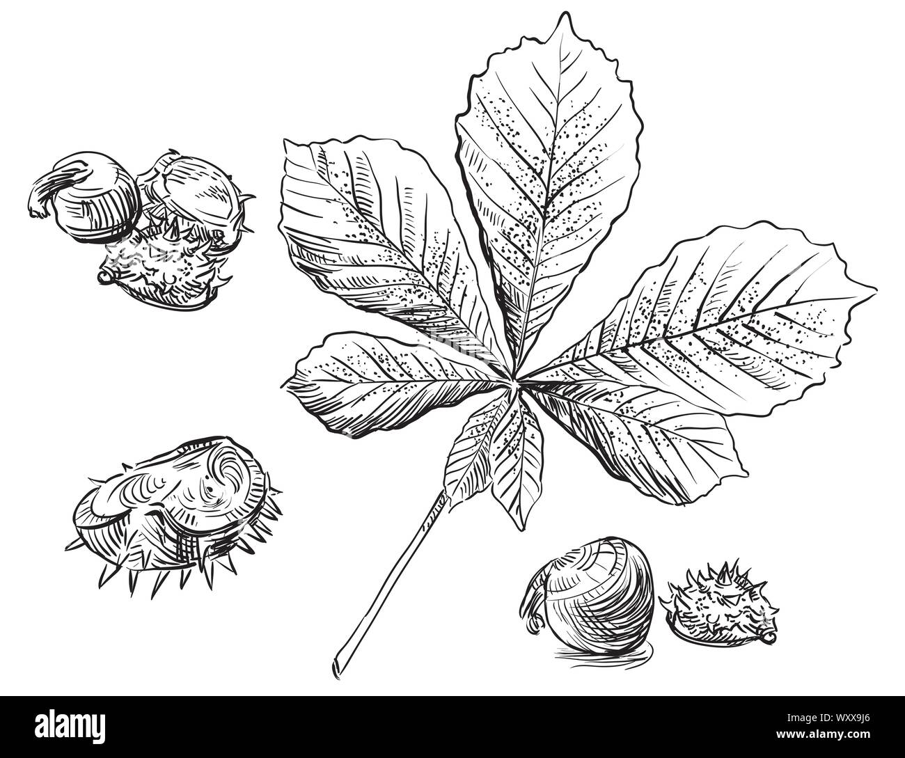 Vector autumn hand drawing set of horse chestnut leaves and seeds outline on the white background. Fall line art of foliage. stock illustration Stock Vector
