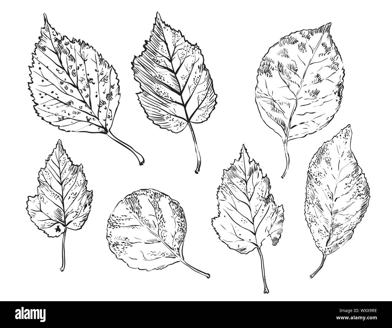 Vector autumn hand drawing different shape leaves (hawthorn, rose hip, Rowan) outline on the white background. Fall line art of foliage. stock illustr Stock Vector
