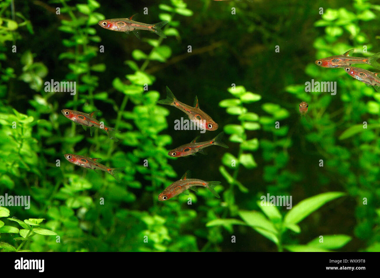 Rasbora merah (Boraras merah) group in aquarium Stock Photo