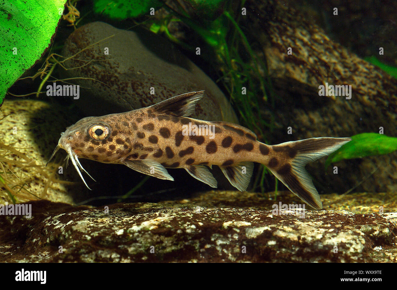 Cuckoo catfish (Synodontis multipunctatus) in aquarium Stock Photo