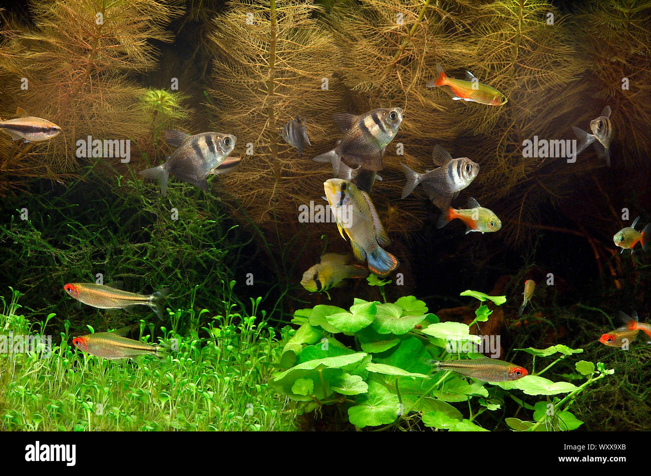 south american fish aquarium