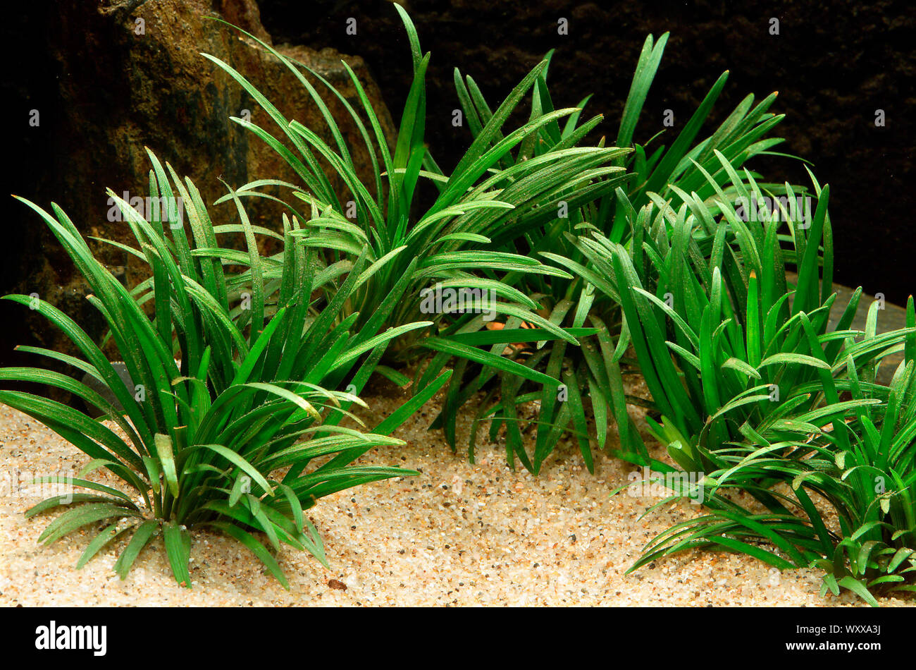 Dwarf lilyturf 'Kyoto Dwarf' (Ophiopogon japonicus) in aquarium. Often sold as a decorative plant for freshwater aquaria, but it is not a true aquatic Stock Photo