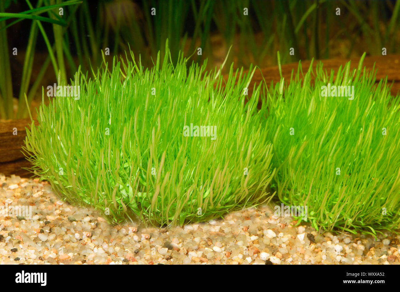 Utricularia graminifolia in aquarium Stock Photo