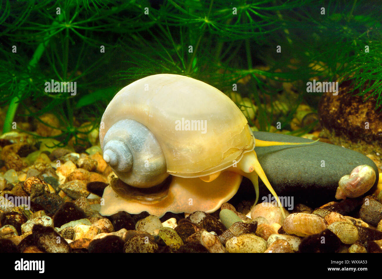 Ivory Apple snail (Pomacea bridgesii) in aquarium Stock Photo
