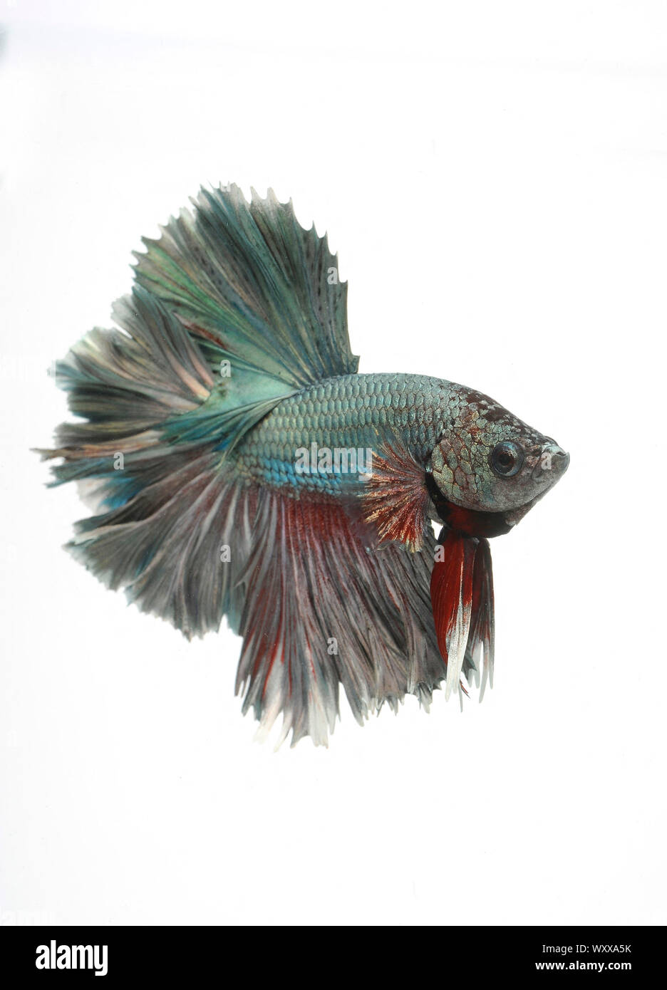 Betta copper Cut Out Stock Images & Pictures - Alamy