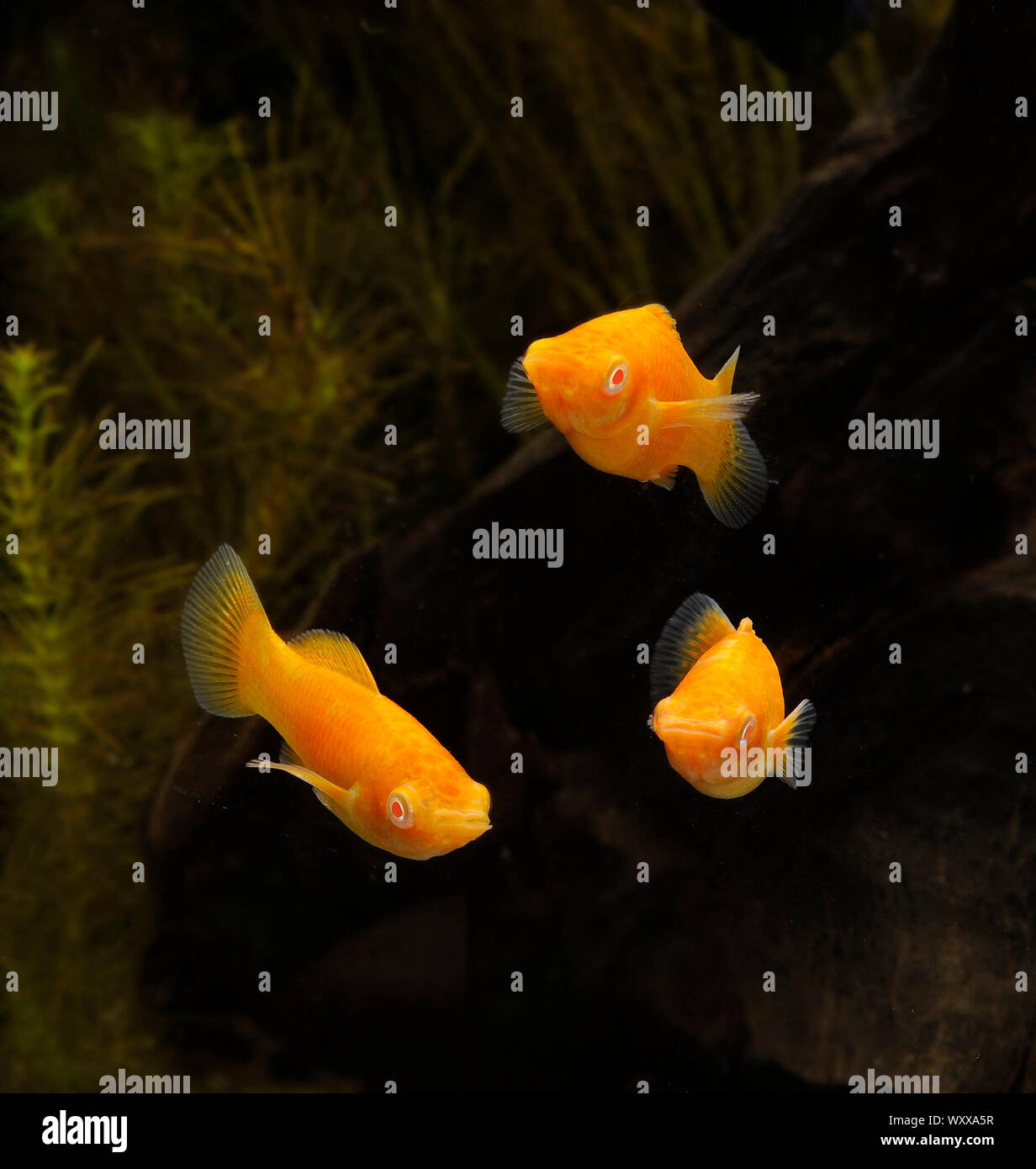 Orange Molly (Poecilia sphenops), group in aquarium Stock Photo