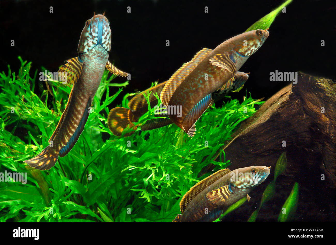 Rainbow snakehead (Channa bleheri), group in aquarium Stock Photo