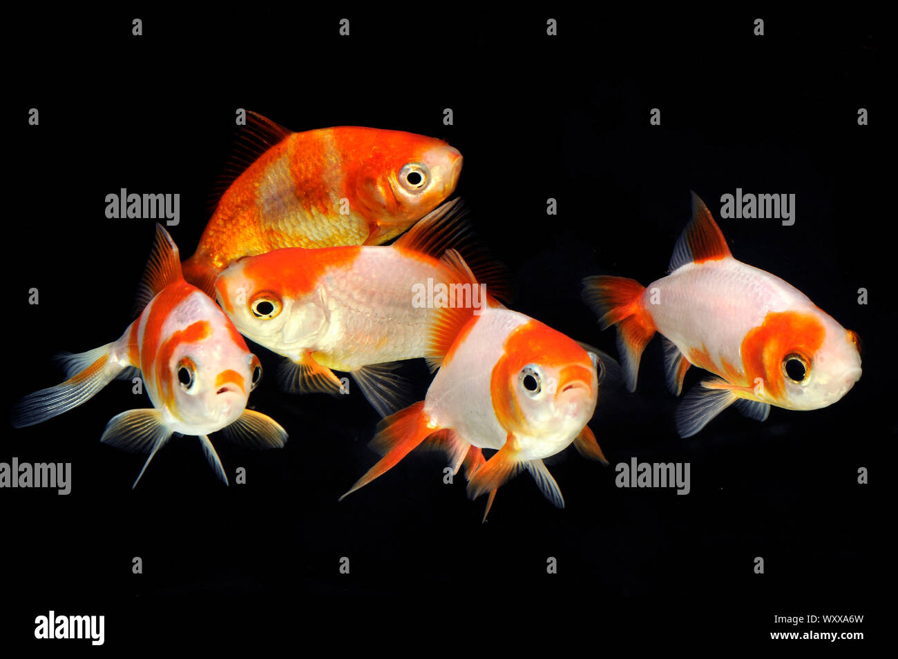 Wakin Goldfishes (Carassius auratus) Stock Photo