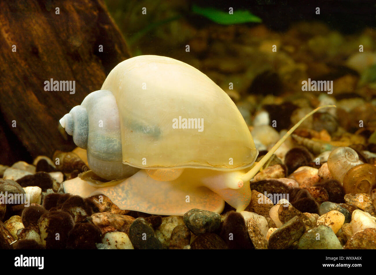 Apple snail pomacea hires stock photography and images Alamy