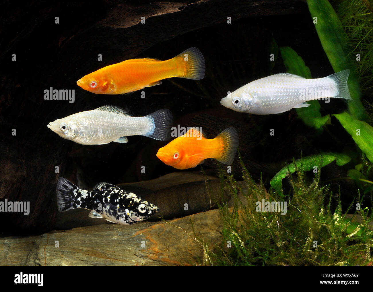 Molly (Poecilia sphenops), ‘Dalmatian’, ‘Orange’ and ‘Silver’ varieties