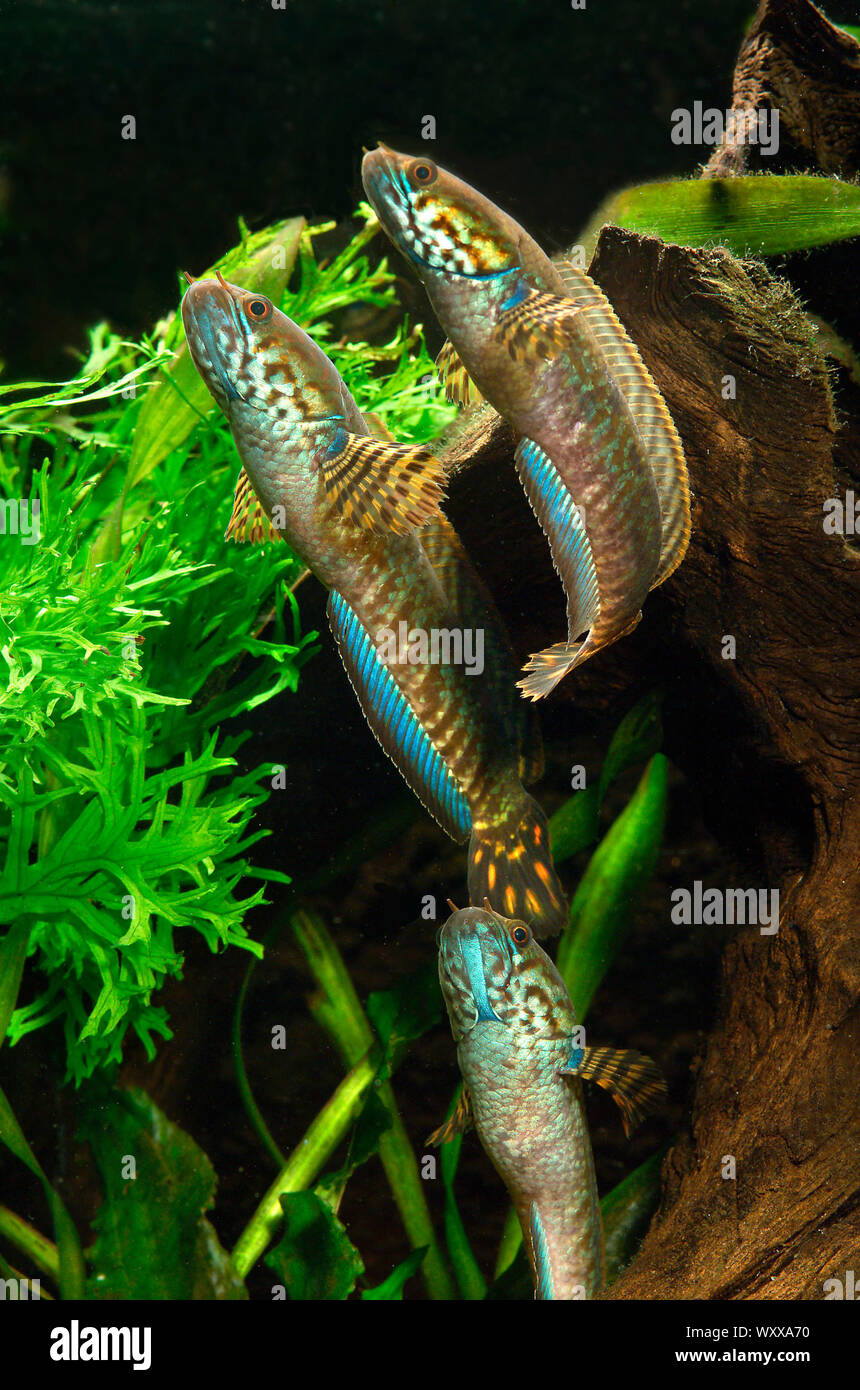 Rainbow snakehead (Channa bleheri), group in aquarium Stock Photo