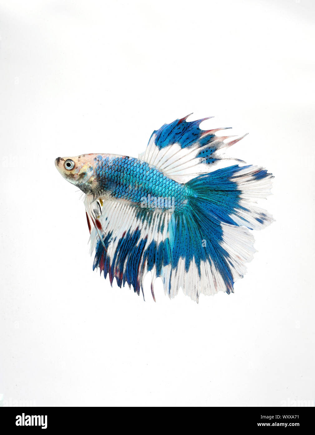 Siamese fighting fish (Betta splendens) 'Double Tail Butterfly' male Stock Photo