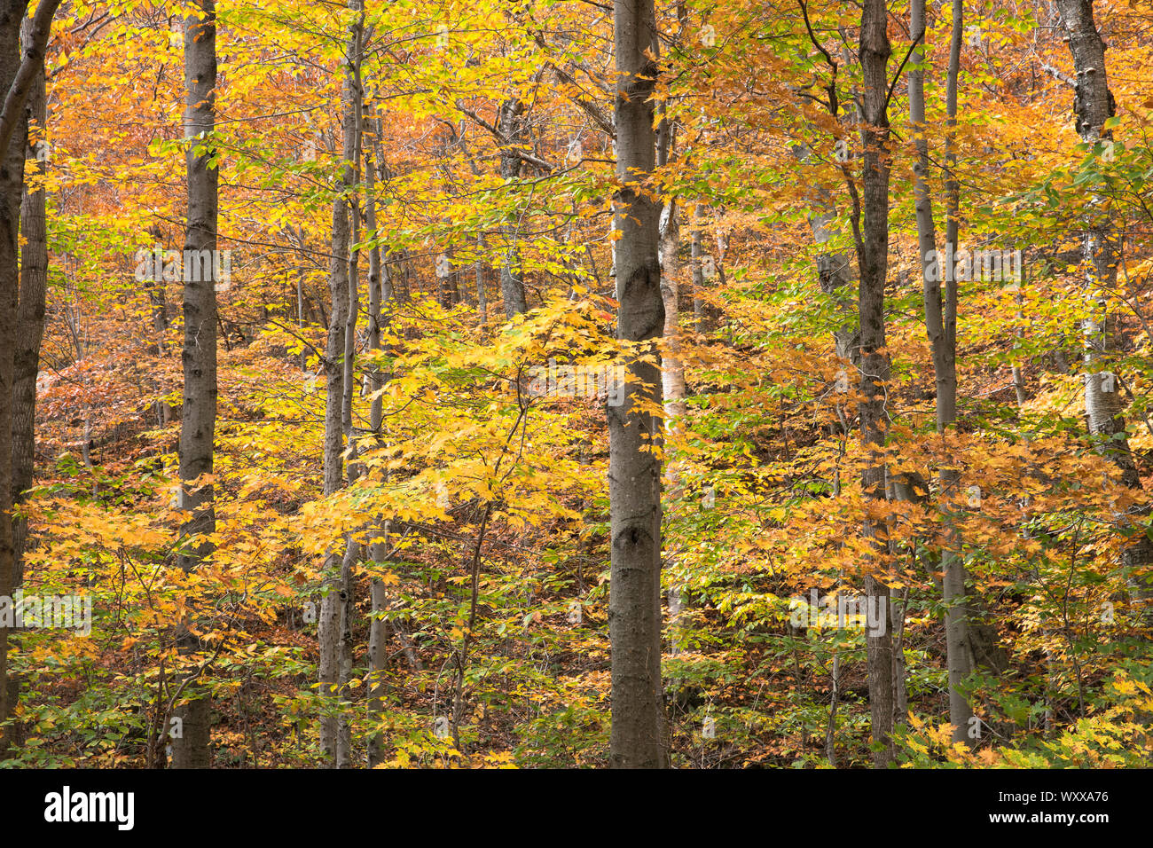 The Fall foliage colours of Maples at Stowe in Vermont, New England ...