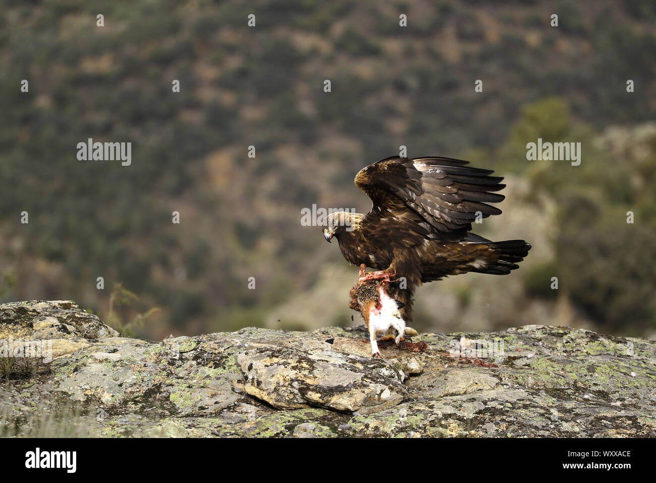Golden Eagle Aquila Chrysaetos Catching A Brown Hare On An Acre Falconry Germany Stock Photo Alamy