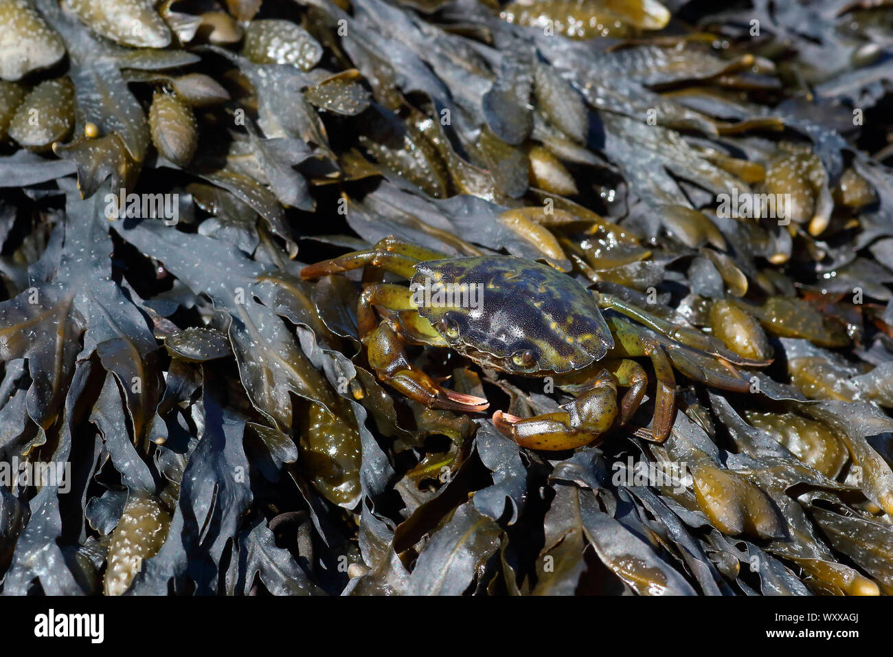 Green crab (Carcinus maenas) on algae, Passage du Gois, Vendee, France