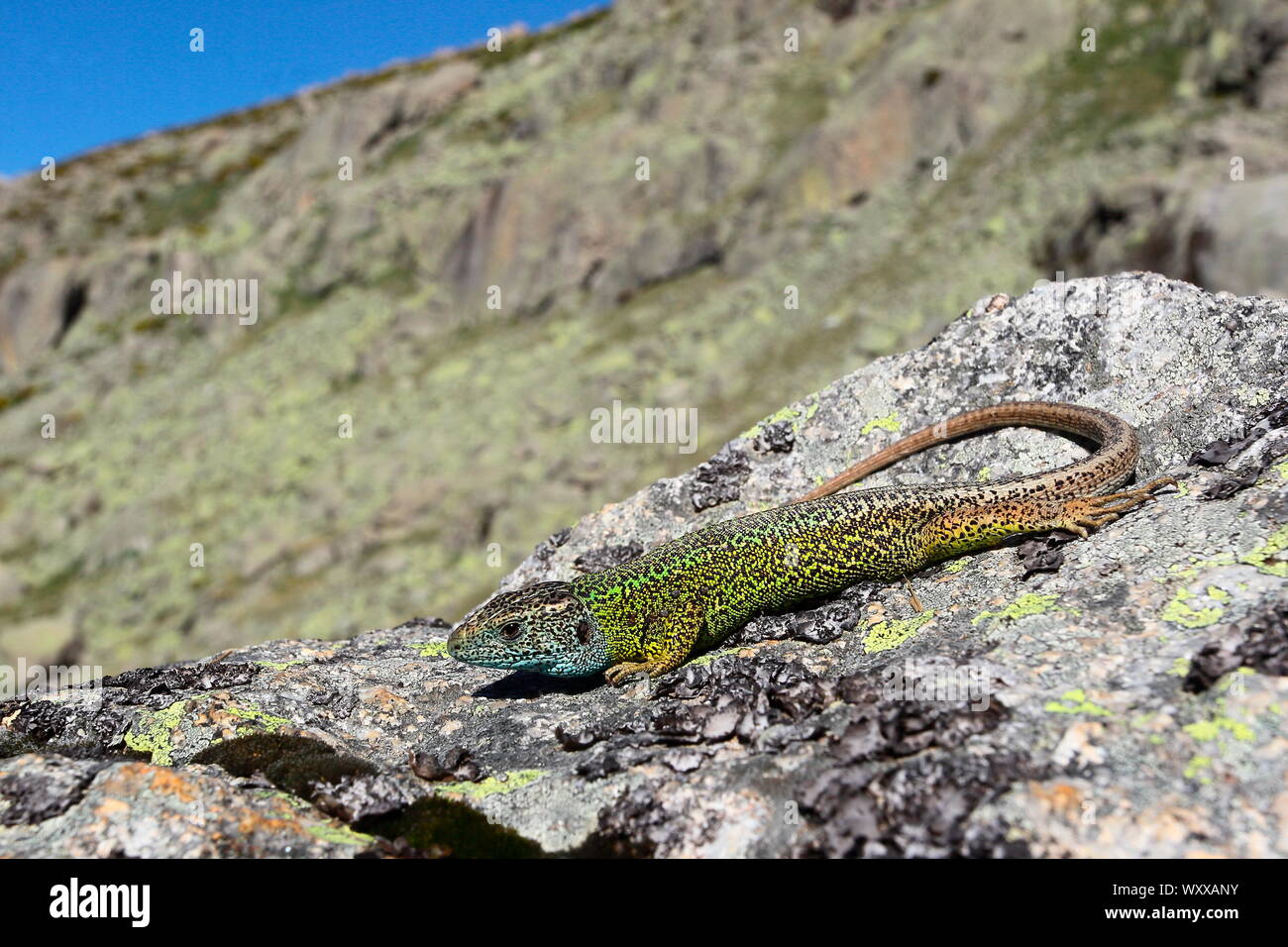 Schreiber's Green Lizard (Lacerta schreiberi) male warming in the sun ...
