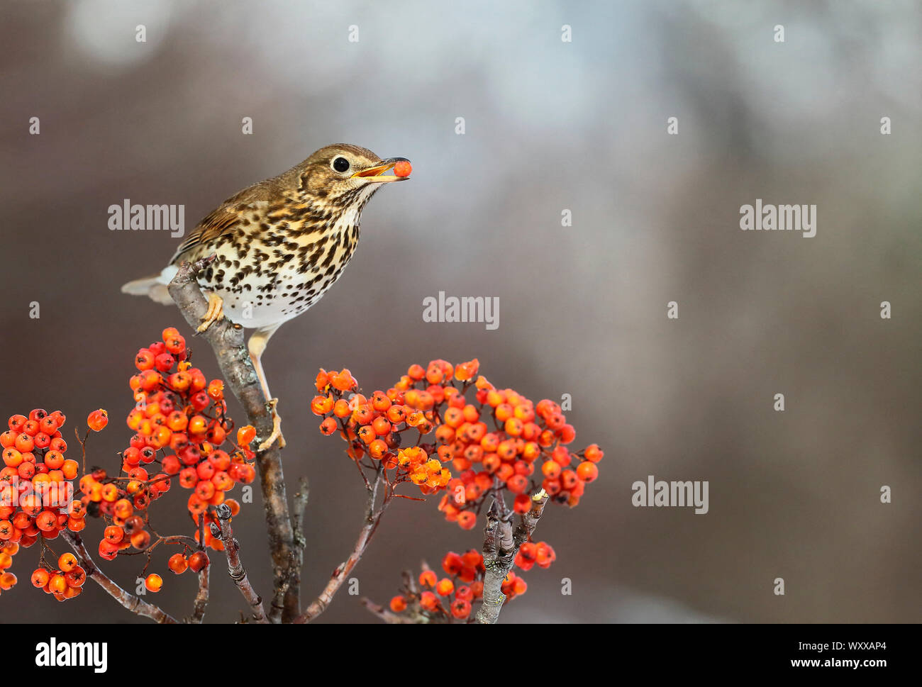 Song Thrush (Turdus philomelos) eating berries in a mountain ash, France Stock Photo