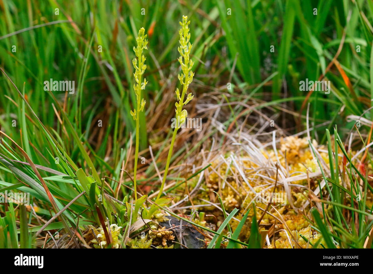 Bog Orchid (Hammarbya paludosa) in a peat bog, Vosges, France Stock Photo