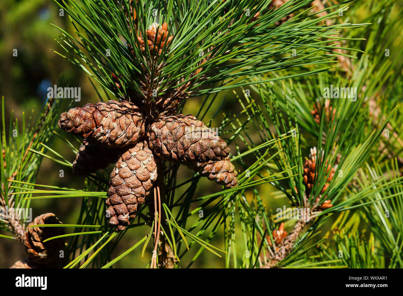 Maritime pine (Pinus pinaster) cones on the tree, France Stock Photo