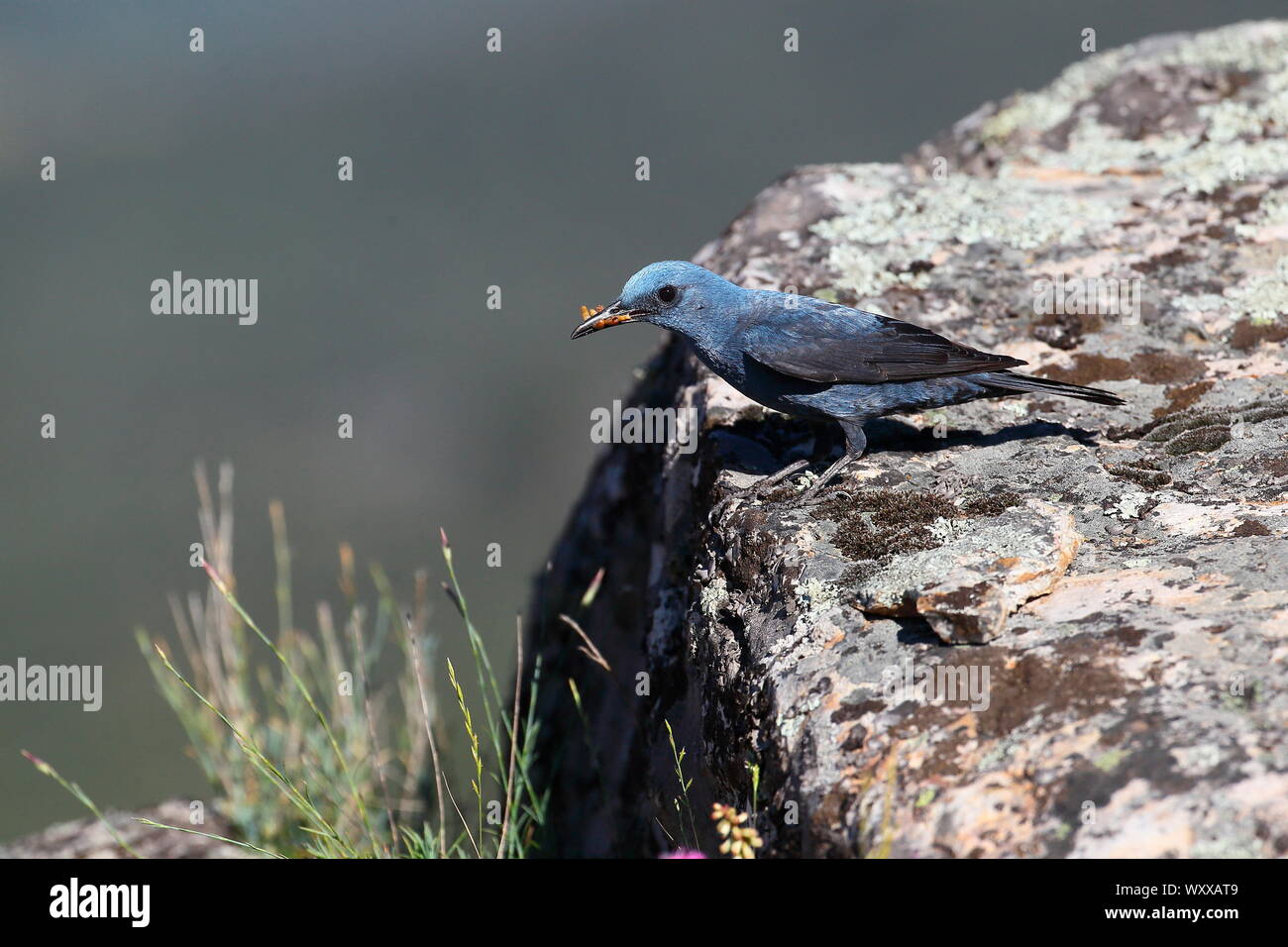 Blue Rock Trush (Monticola solitarius) male in breeding plumage on a ...
