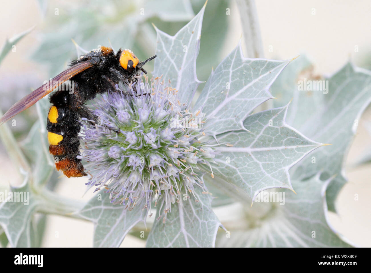 Regiscolia maculata hires stock photography and images Alamy
