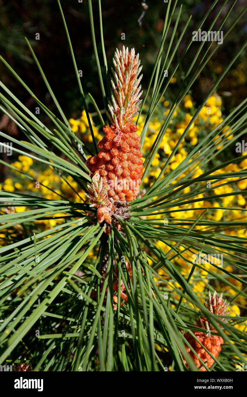 Maritime pine (Pinus pinaster) Flower in front of broom, Pinede du Bassin d'Arcachon, France Stock Photo
