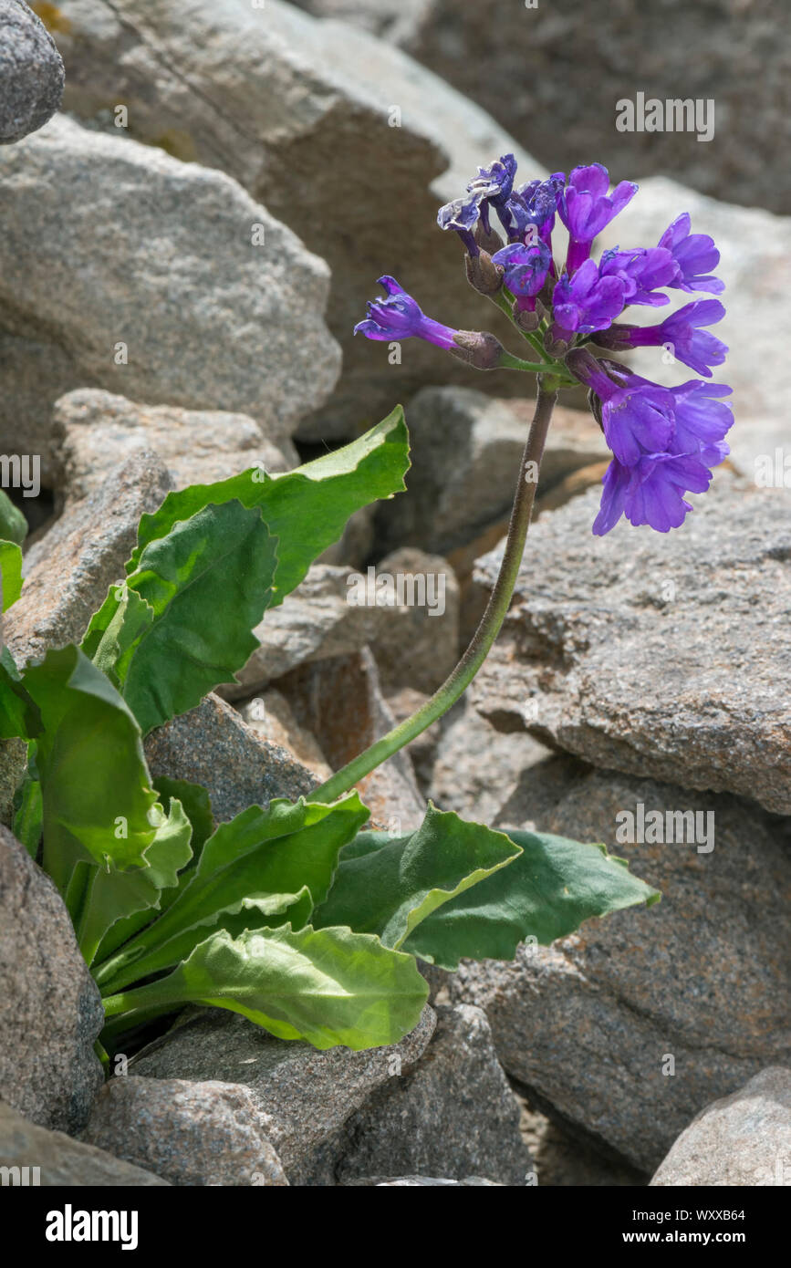Primula latifolia hi-res stock photography and images - Alamy