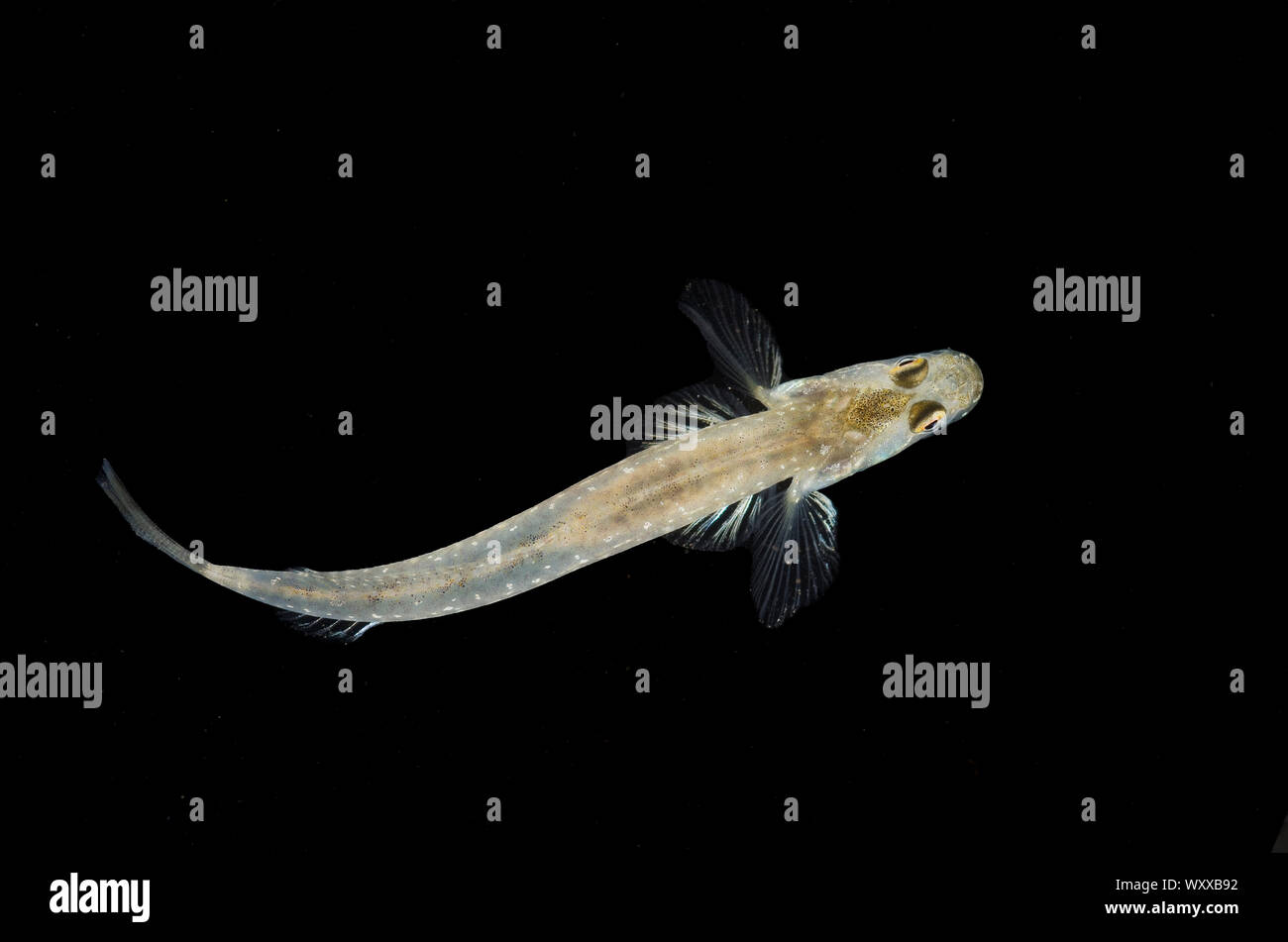 The species Arrow Goby (Clevelandia ios) is the only member of its genus. It is native to marine and brackish waters of the Pacific coast of North Ame Stock Photo