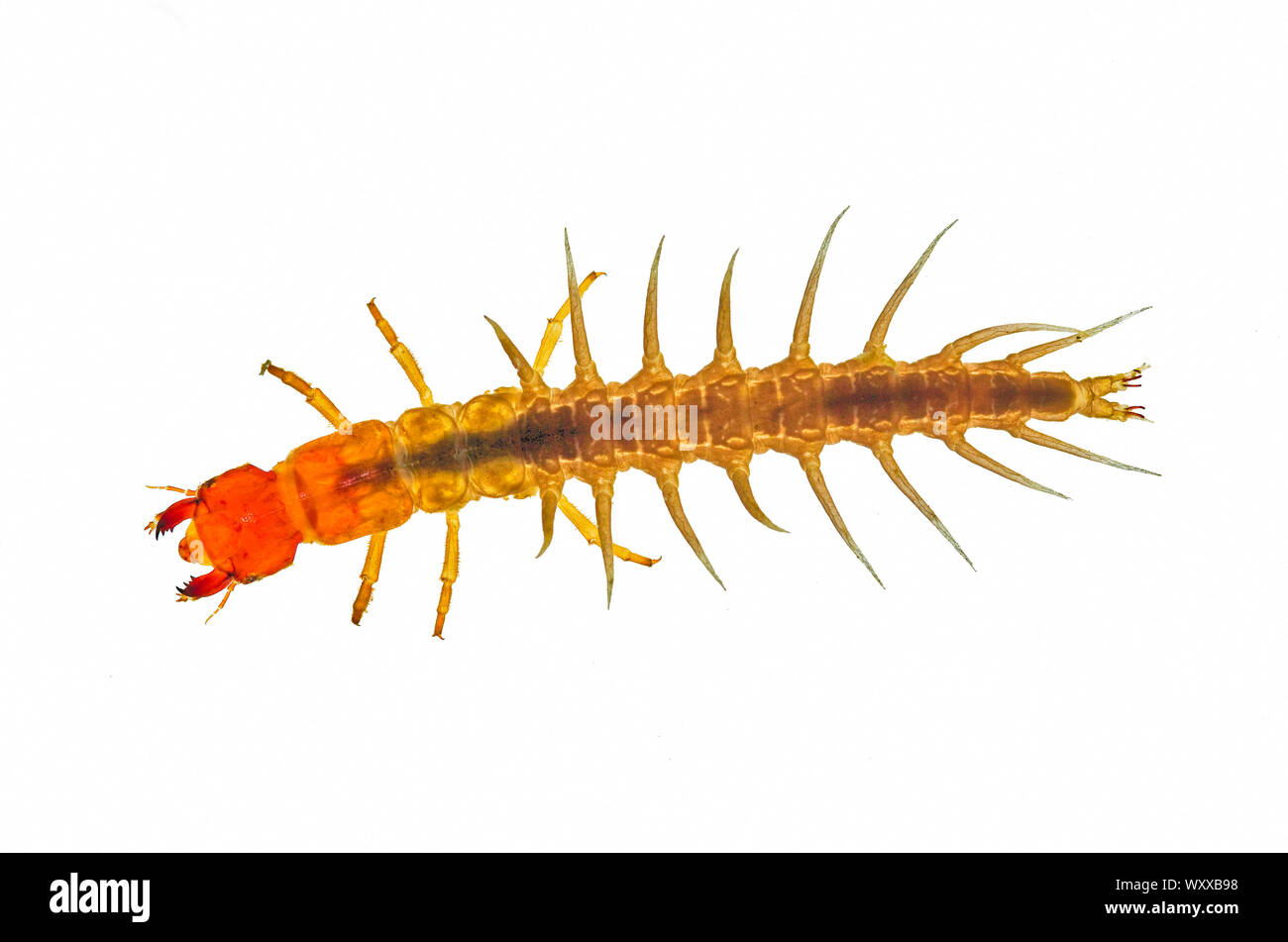 Aquatic, larval stage of a dobsonfly, also known as a hellgrammite, Shasta County, CA USA. Stock Photo