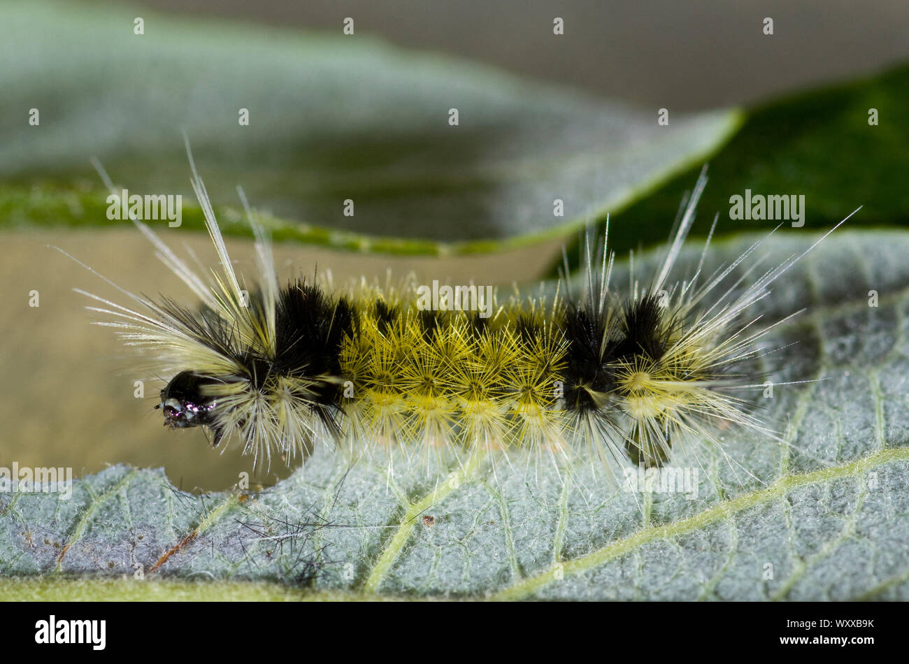 The Spotted Tussock Moth (Lophocampa maculata) is a member of the family Erebidae. The larvae feed on leaves of alder, willow and other hardwoods. It Stock Photo