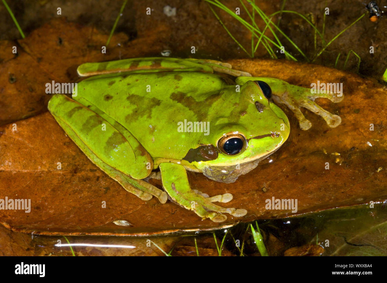 The New Granada cross-banded tree frog (Smilisca phaeota) is found in Central and South America. Its upper side is normally tan during the day but can Stock Photo
