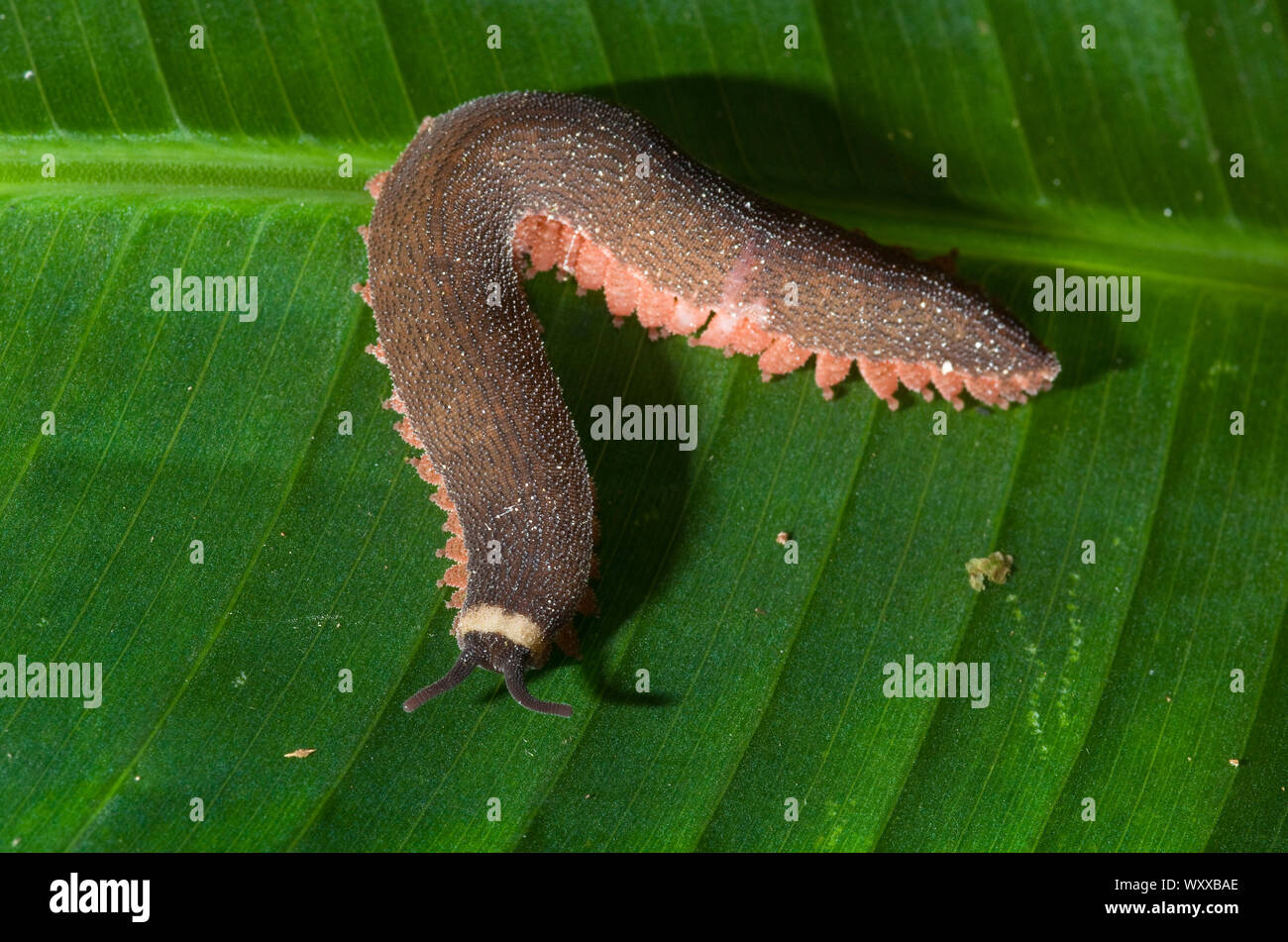 Velvet worms are represented by the Phylum Onychophora of which about 200 species have been identified. They have physical features similar to Arthrop Stock Photo