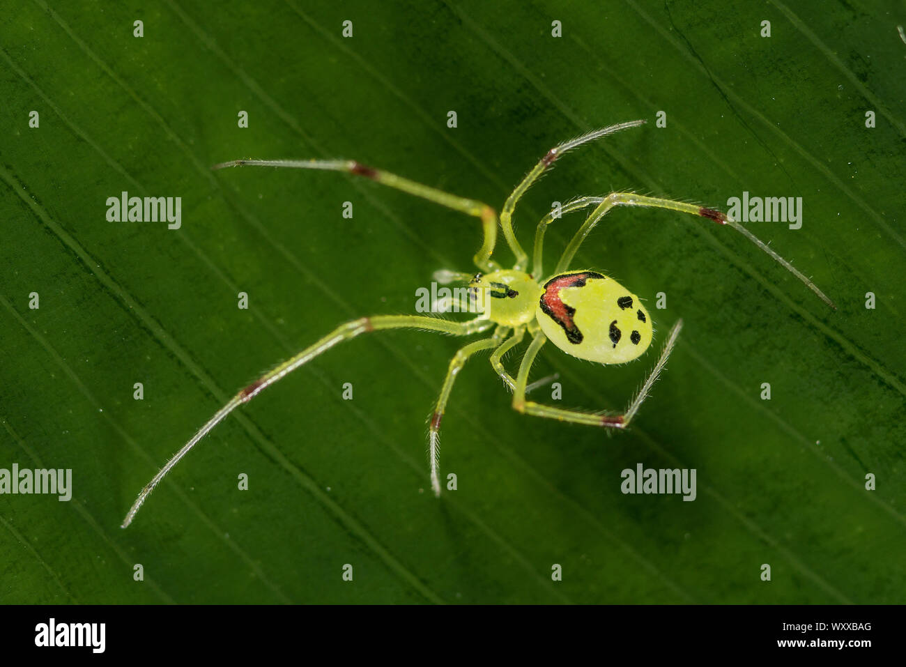 Hawaiian Happy Face Spider (Theridion grallator) is a spider in the family Theridiidae. Its Hawaiian name is nananana makaki?i (face-patterned spider) Stock Photo
