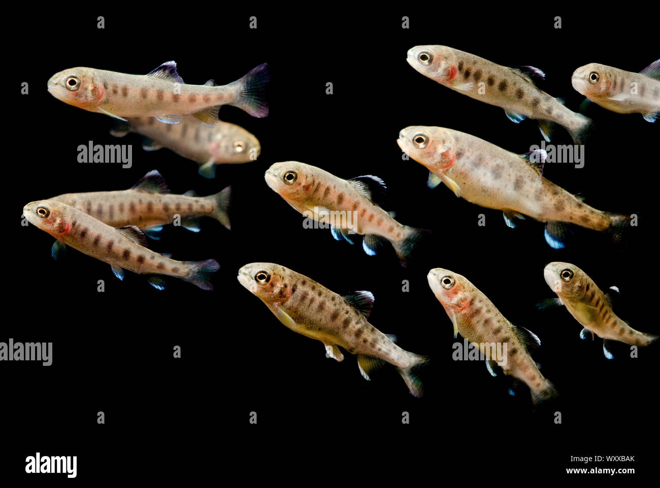 Hatchery raised juvenile Rainbow Trout (Oncorhynchus mykiss), Santa