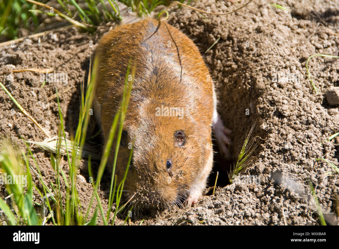 Botta's Pocket Gopher. Botta?s Pocket Gopher (Thomomys bottae) is