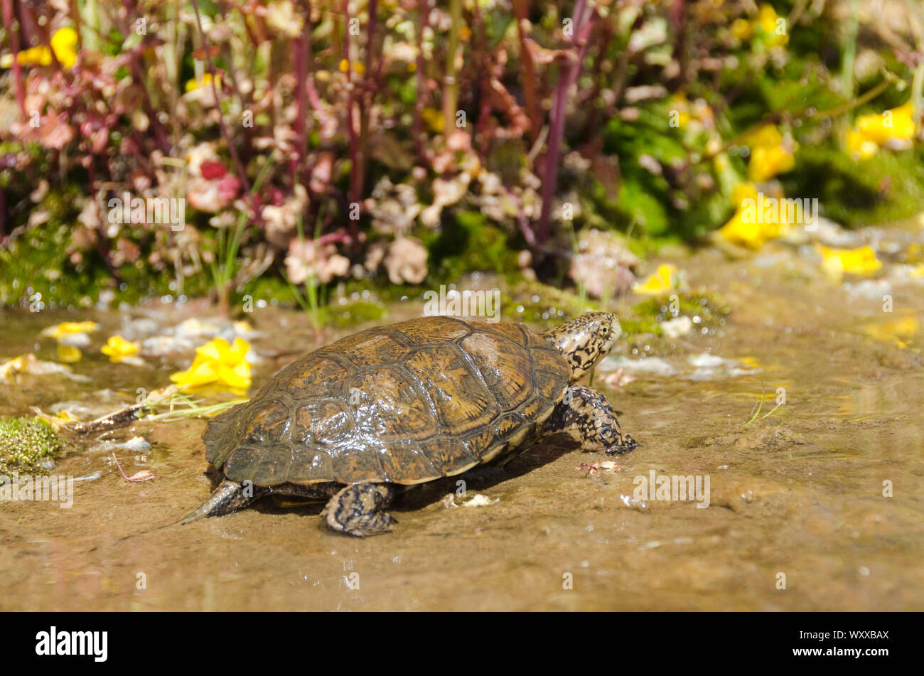 Southern Pacific Pond Turtle. The Southern Pacific Pond Turtle (Actinemys marmorata pallida) occurs from just south of San Francisco Bay to Baja Calif Stock Photo