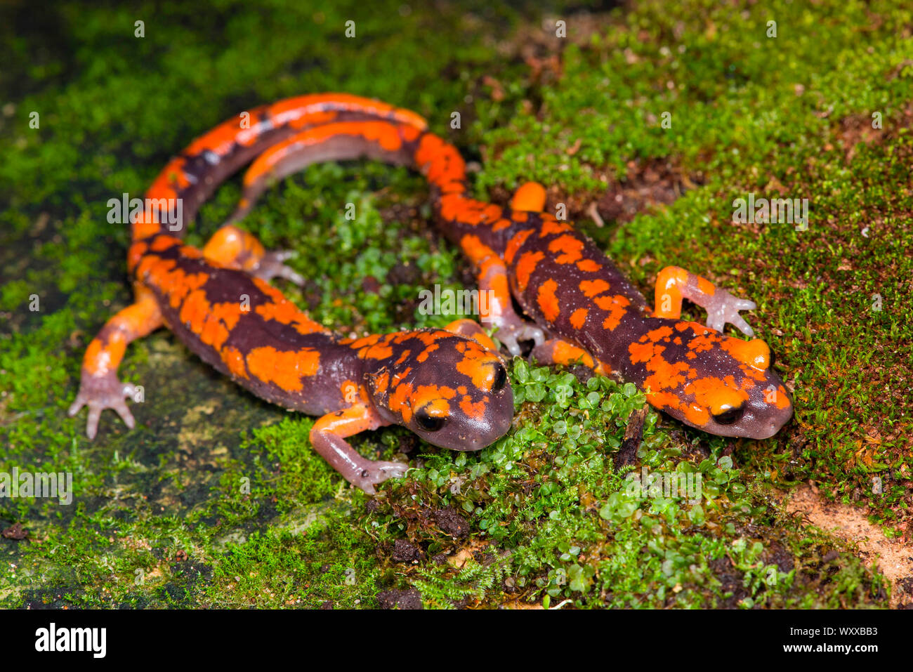 Ensatina Salamander