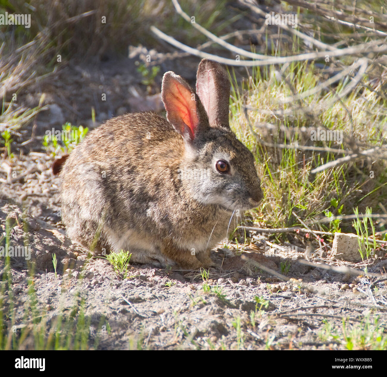 Brush Rabbit. The Brush Rabbit (Sylvilagus bachmani) is also known as Western Brush Rabbit or California Brush Rabbit. It is a species of cottontail r Stock Photo