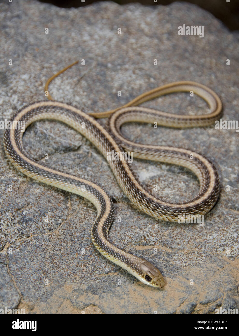 Western Patchnose Snake. Western Patchnose Snake (Salvadora hexalepis) from San Luis Obispo County, California. Stock Photo
