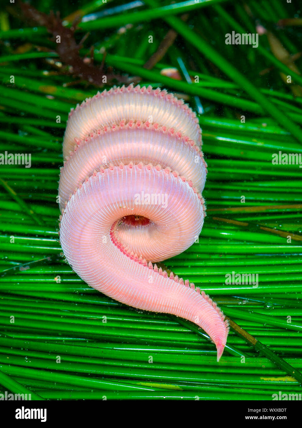 Polychaete Benthic Bristle Worm (Scoloplos armiger), San Luis Obispo County, California. Stock Photo